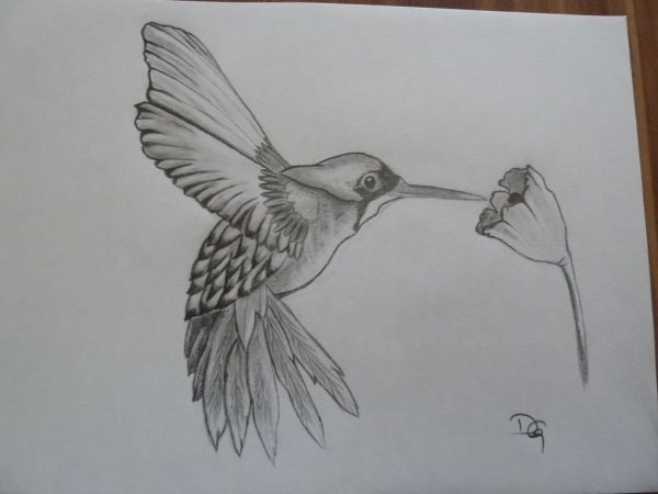Колибри рисунок карандашом