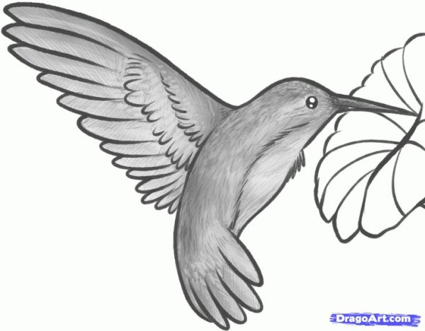 Рисунки птиц для срисовки