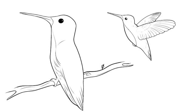 Нарисовать Колибри карандашом поэтапно