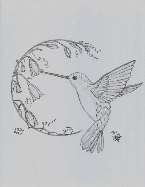 Картинки Колибри для срисовки