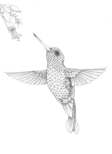 Колибри рисунок карандашом