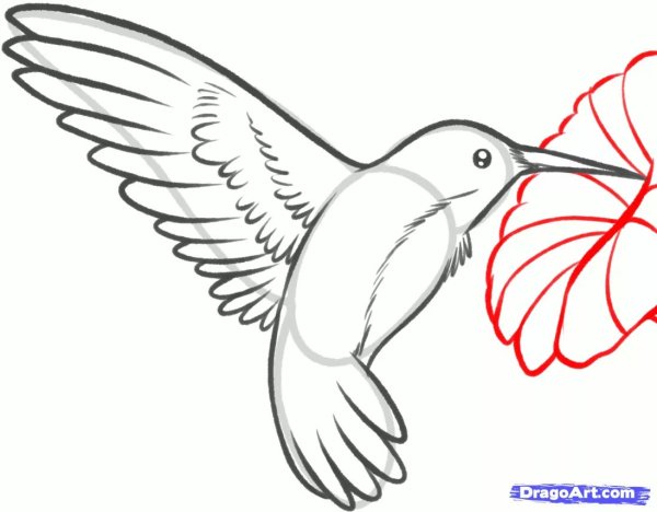 Птицы для срисовки