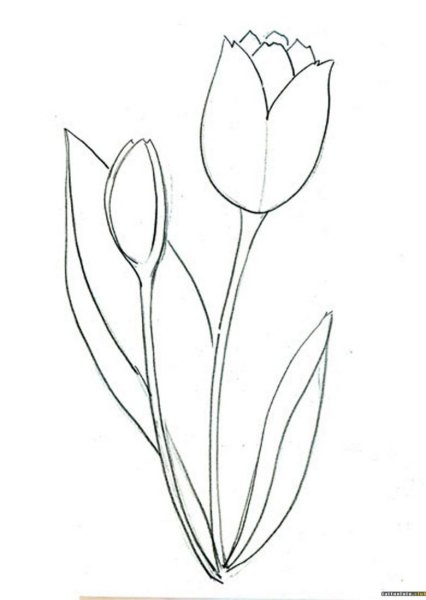 Нарисовать тюльпан легко