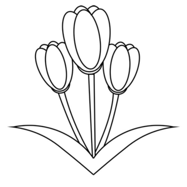 Тюльпаны карандашом