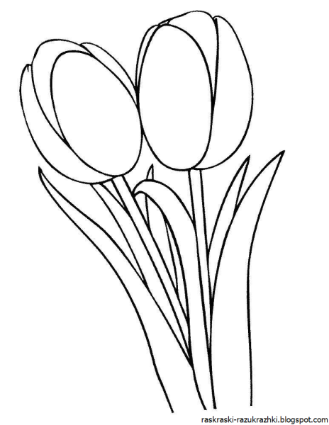 Тюльпаны для срисовывания