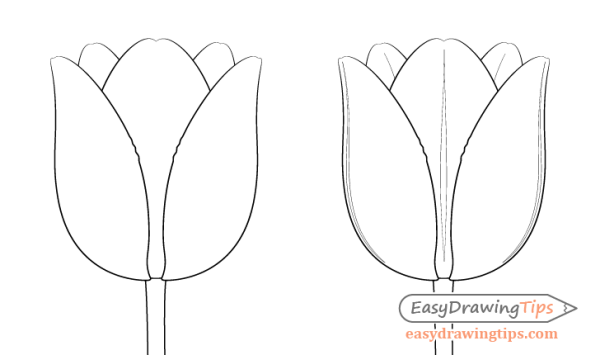 Тюльпан рисунок карандашом