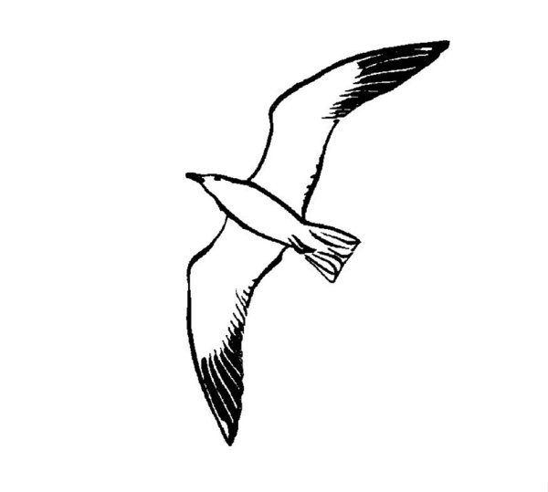 Рисунок чаек в полёте для детей