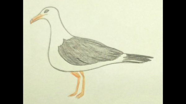 Поэтапное рисование Чайки в полете