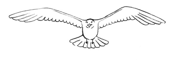 Сокол раскраска