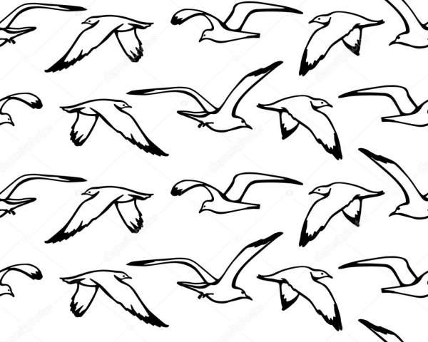 Чайки схематично