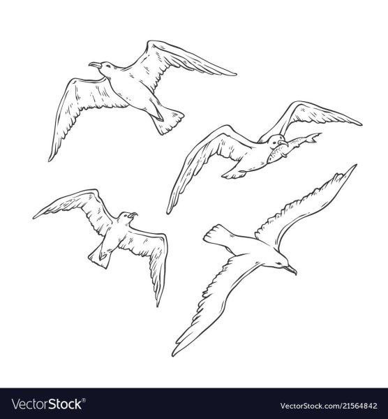 Шаблон Чайки