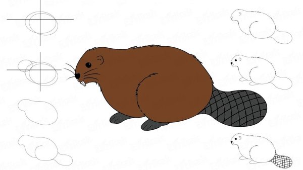 Рисунок бобра карандашом