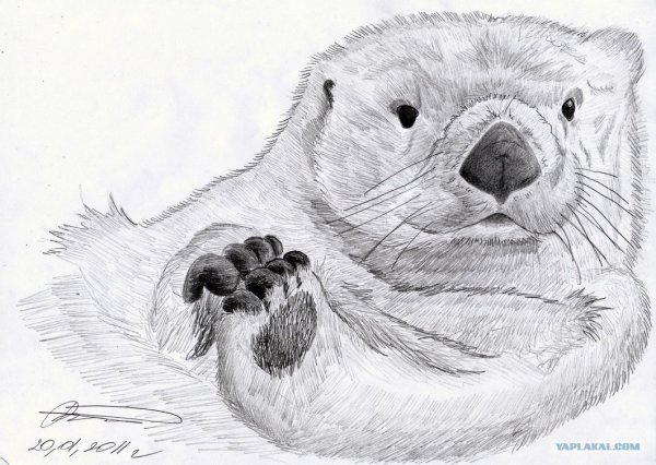 Рисунок бобра карандашом