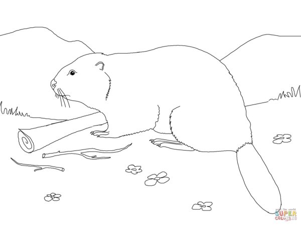 Рисунок бобра карандашом для срисовки