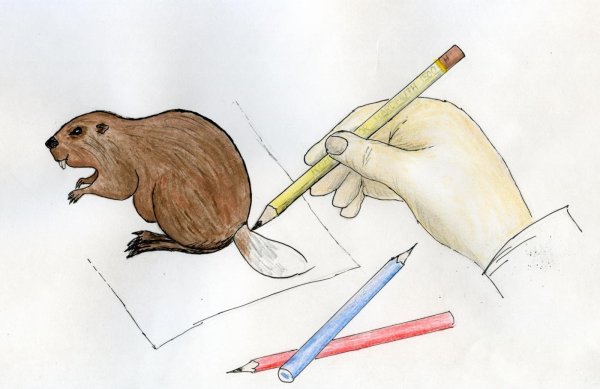 Рисунок бобра легкий