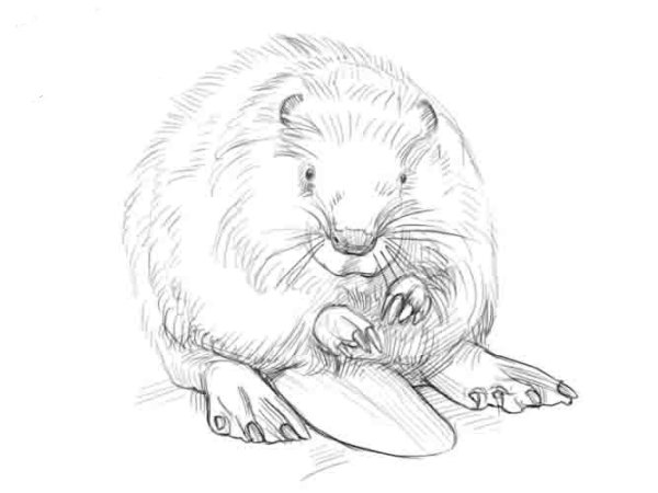 Рисунок бобра карандашом