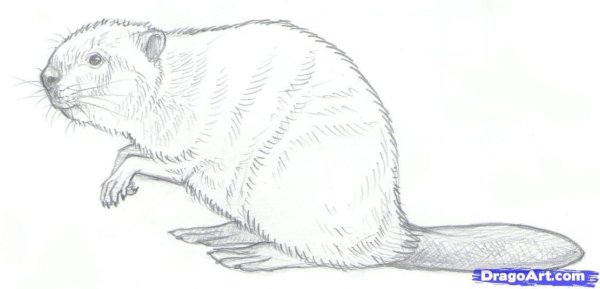 Бобер черно белый