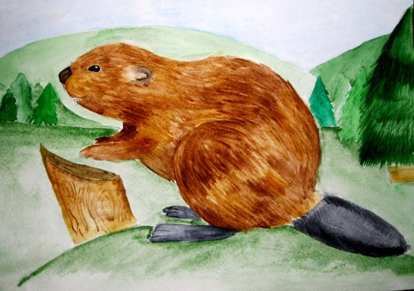 Рисунок бобра карандашом