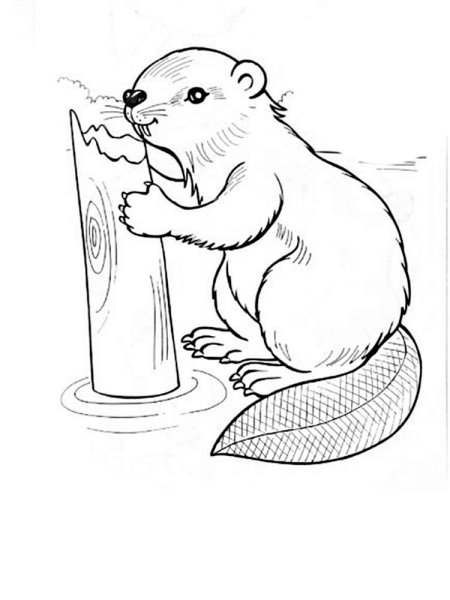 Наброски и зарисовки бобра