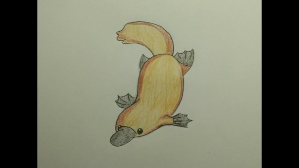 Утконос рисунок