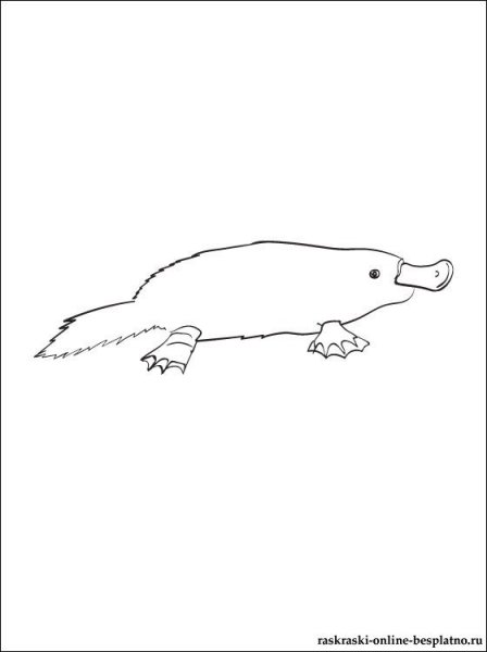 Утконос трафарет