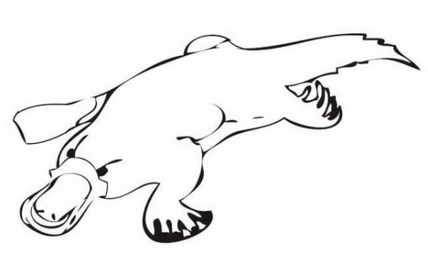 Утконос рисунок