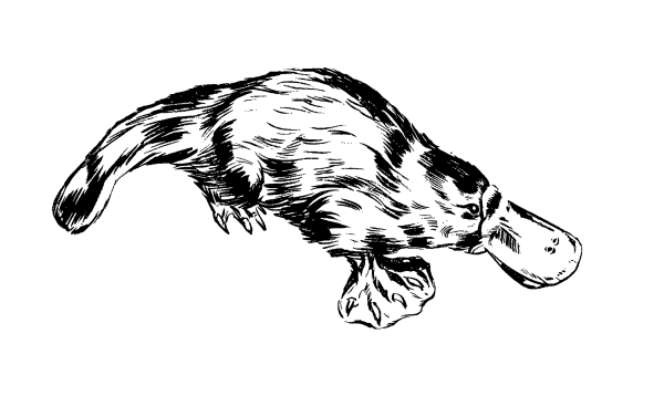 Утконос референс