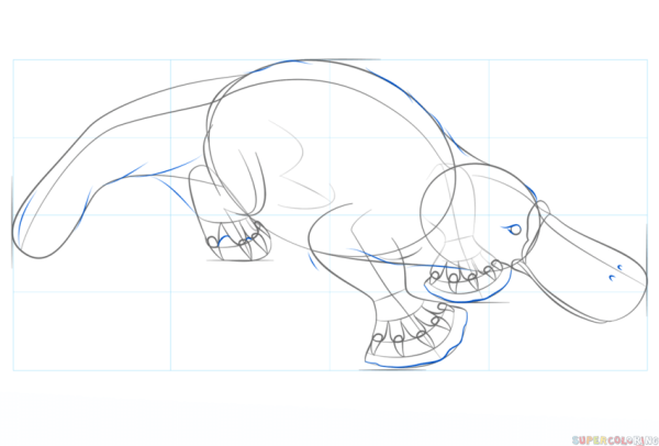 Утконос карандашом