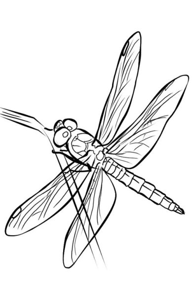 Рисование насекомые старшая группа