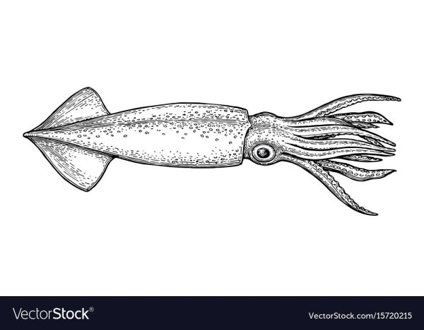 Кальмар раскраска для детей