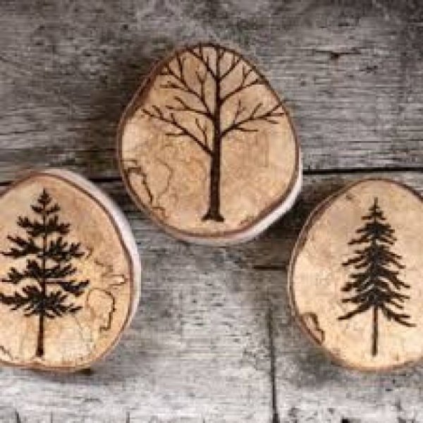 Спил дерева в лесу