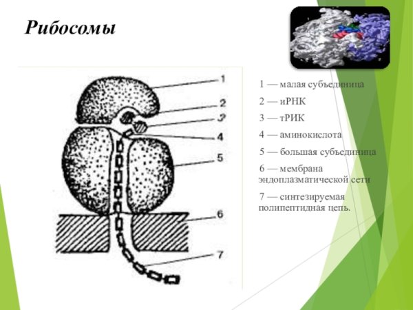 Рибосома строение рисунок