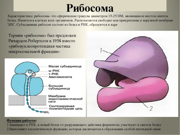 Функции большой субъединицы рибосомы