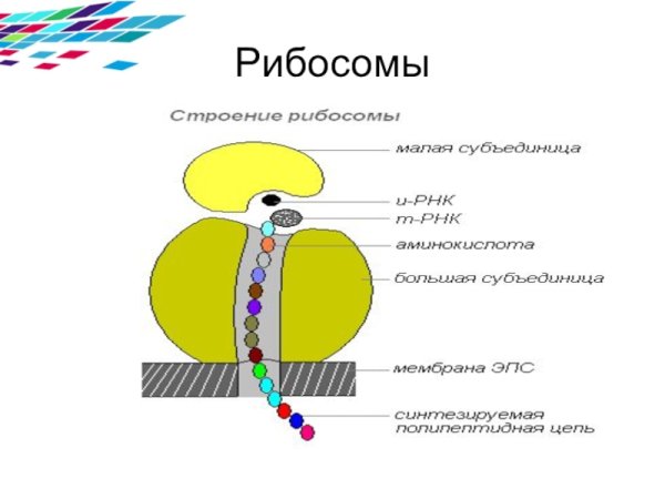Строение рибосомы клетки