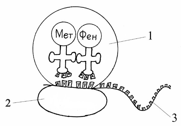 Большая субъединица рибосомы строение