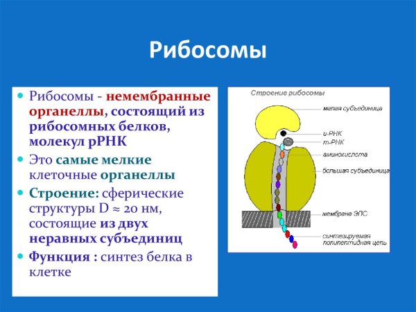 Строение рибосомы эукариотической клетки