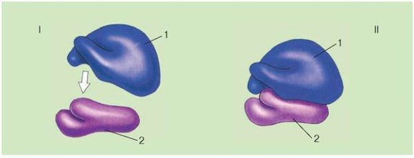 70s рибосомы митохондрий
