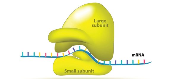Рибосома схема