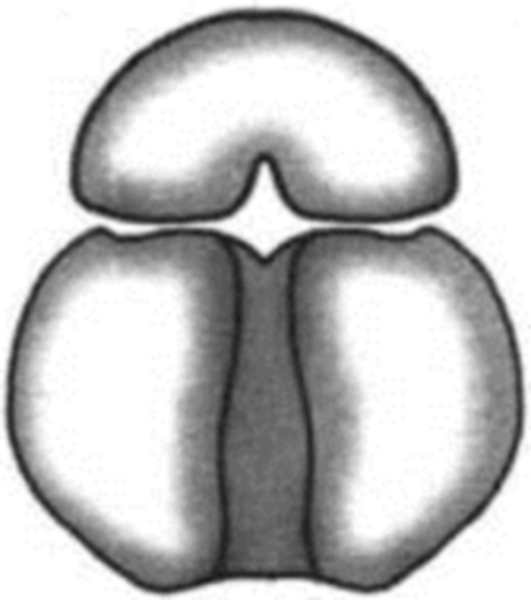 Рибсоныстроение кратко 7 класс