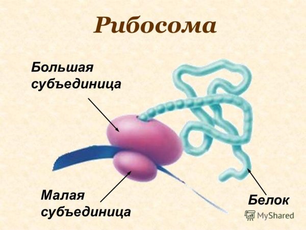 Рибосома красивая