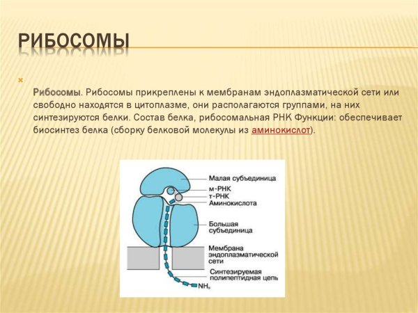 Схема строения рибосомы