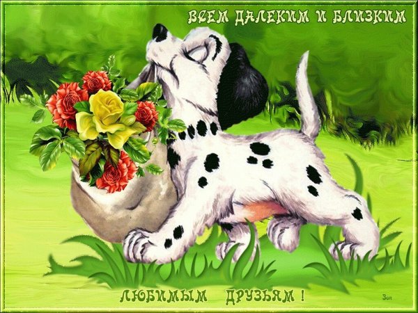 С днём рождения любимый кот