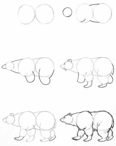 Белый медведь карандашом для детей