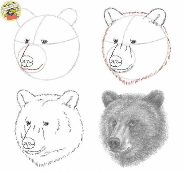 Рисунки медведя для детей легкие