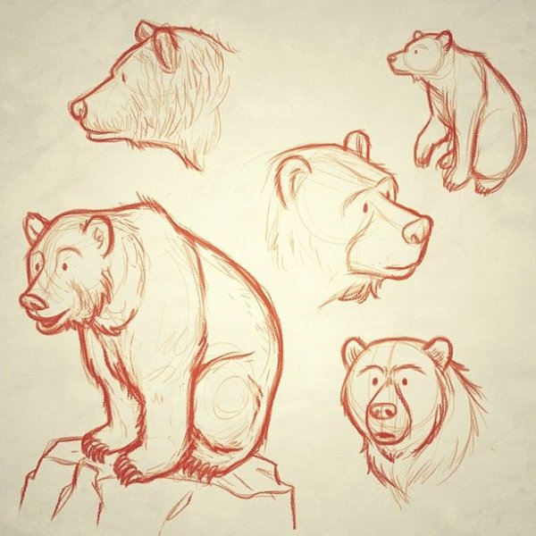 Как нарисовать медведя легко