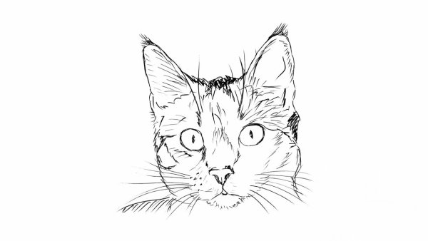 Кошка рисунок карандашом