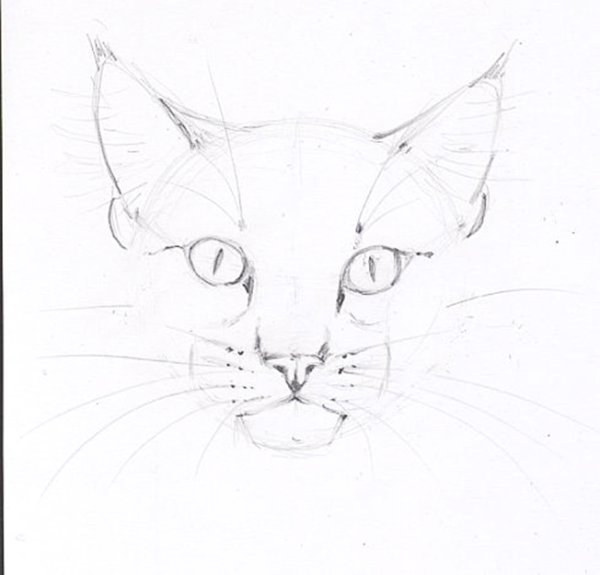 Мордочка дошки для срисовки