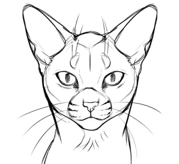 Рисование морды кота