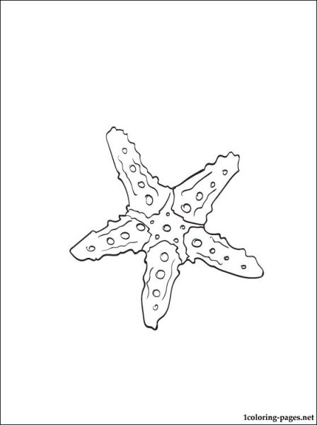 Морская звезда эскиз