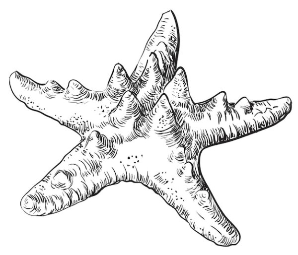 Морская звезда вектор